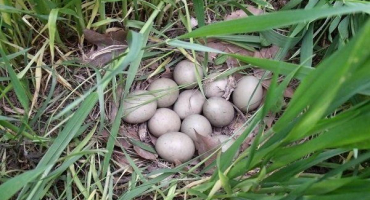 Pro co jsou bažantí vejce ceněná?? Jak výnosné je chovat drůbež pro prodej vajec??